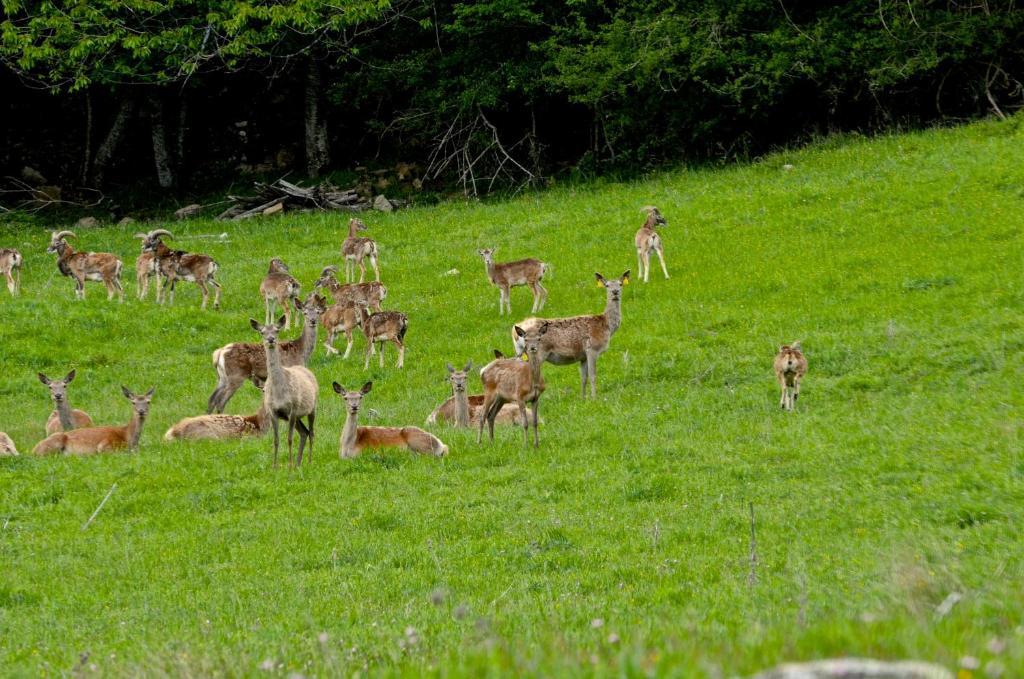 Agriturismo Il Passeggere Villa Bruscoli Eksteriør bilde